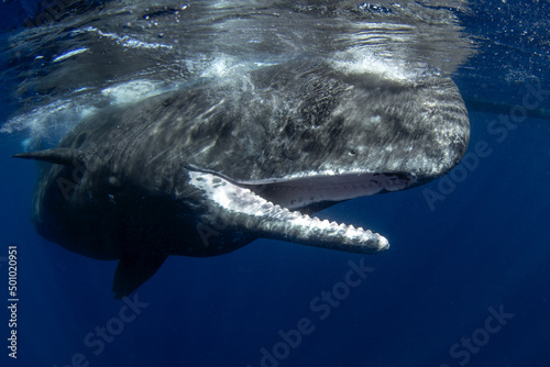 Sperm whale near the surface. Whale playing in ocean. Marine life. 