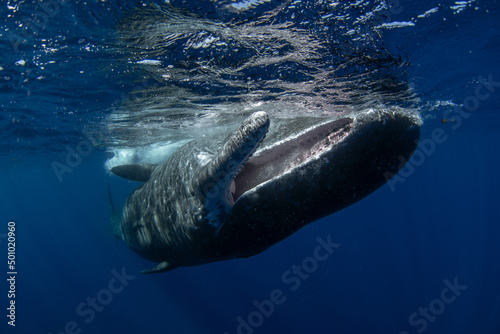 Fototapeta Sperm whale near the surface