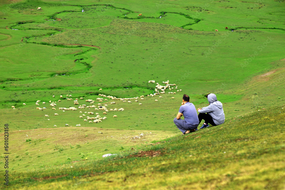 turkey Ordu: Men watching sheep walking in greenery on Ordu's Thursday plateau. meandering streams flowing through lush plains.