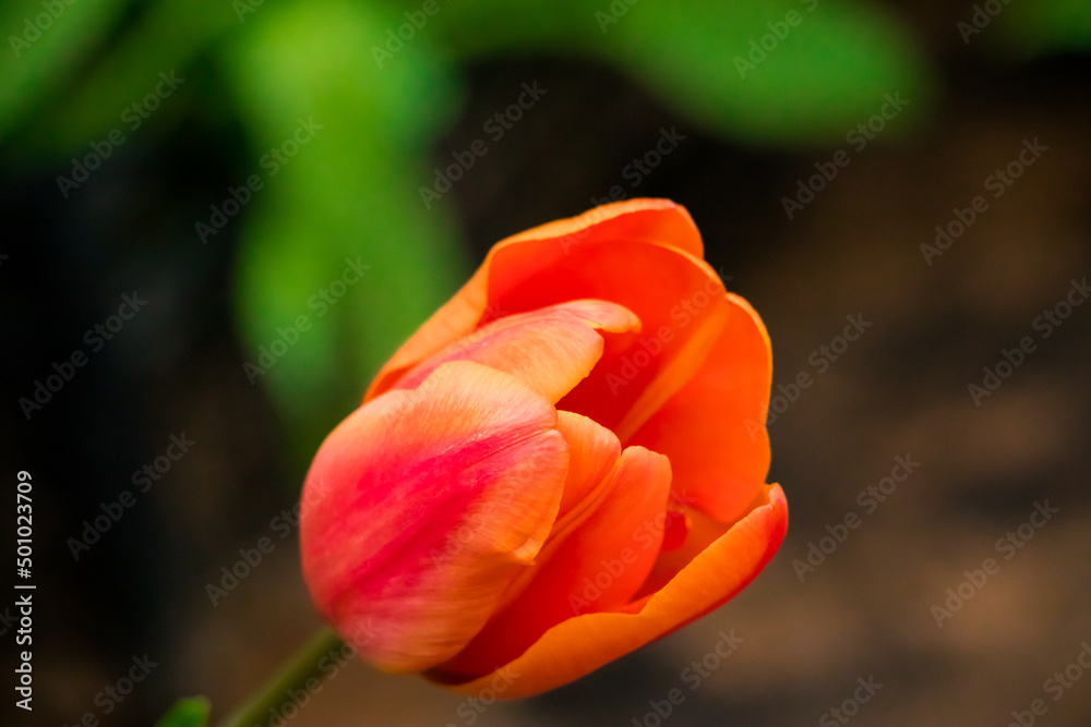 Tulip flower close up. Growing tulips at home. Tulip flower close up. Growing tulips at home.