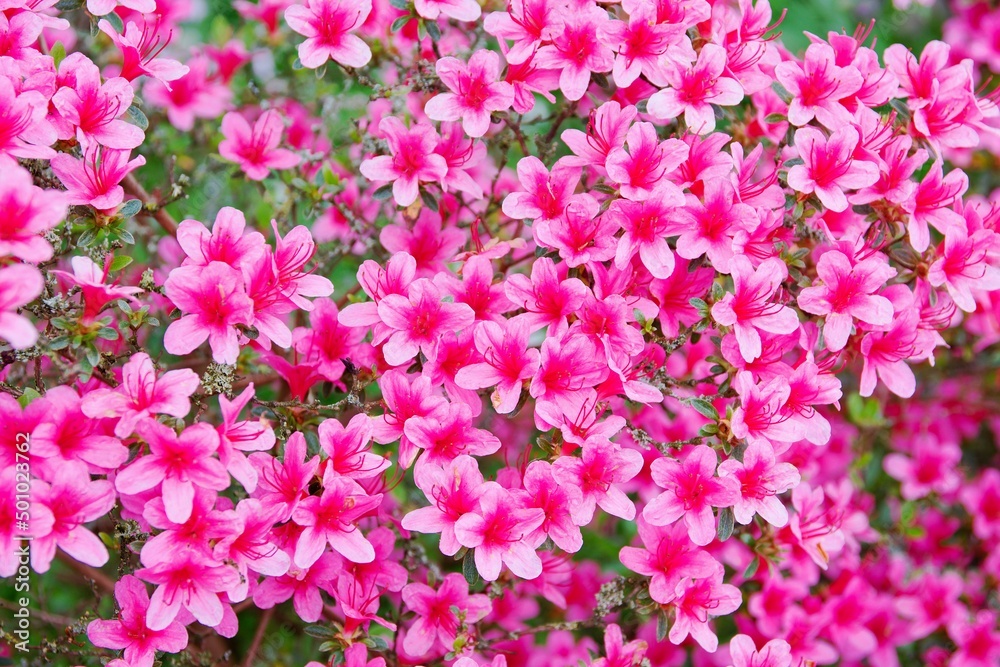 Rhododendron simsii Makino pink and white flowers close up on a sunny day Rhododendron simsii Makino pink and white flowers close up on a sunny day