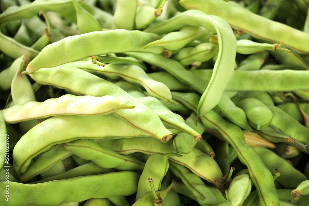 selective focus: green beans ( Ayşe Teyze ) grown with organic fertilizer produced by villagers in Turkey. background selective focus: green beans ( Ayşe Teyze ) grown with organic fertilizer produced by villagers in Turkey. background