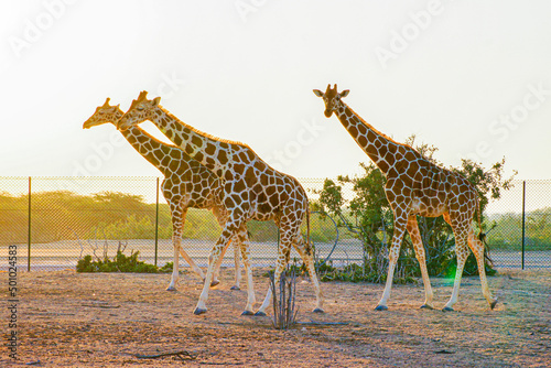Photography giraffes