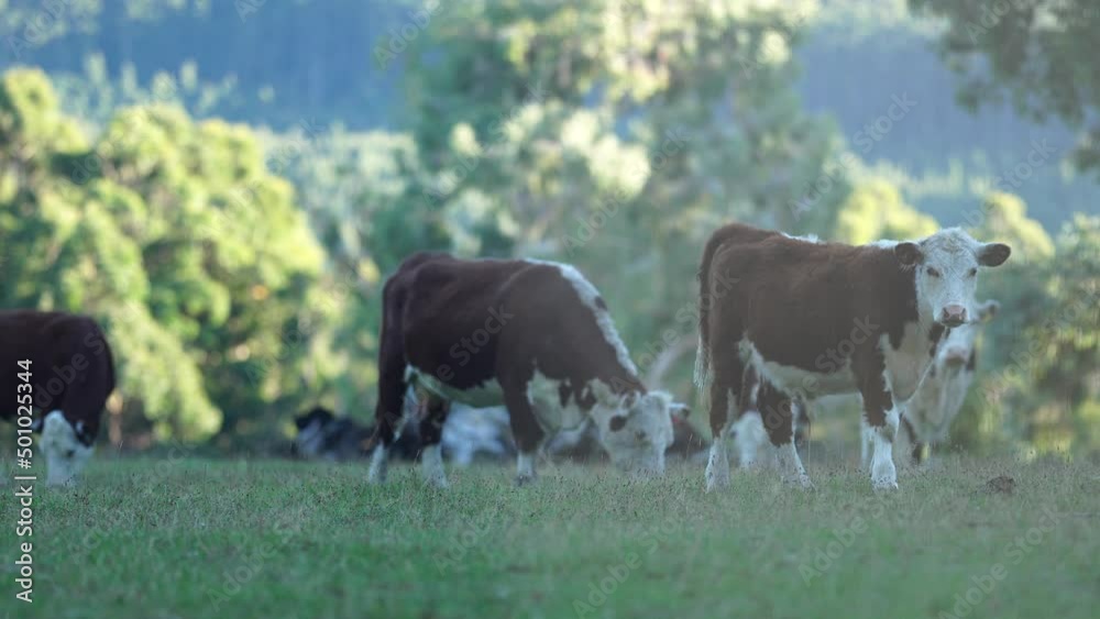 cow in a field, Australia