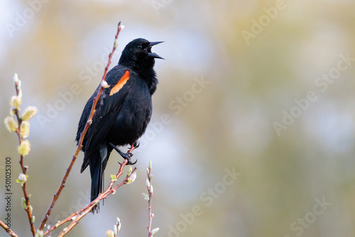 A male redwing blackbird calling out while perched on a twig. photo