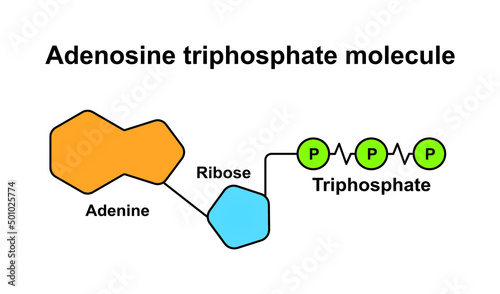 Adenosine Triphosphate Molecule (ATP) Structure. Colorful Symbols. Vector Illustration. photo