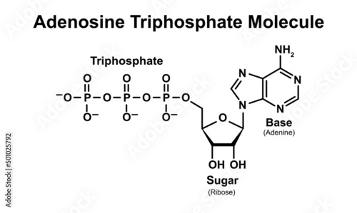 Adenosine Triphosphate Molecule (ATP) Structure. Vector Illustration. photo