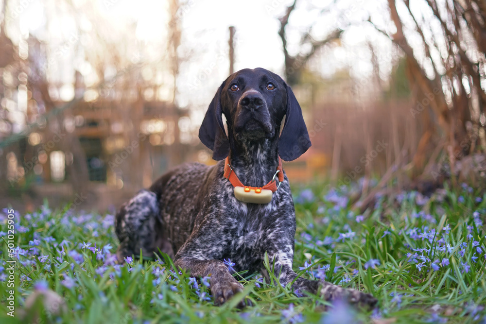 Young black and white Greyster dog posing outdoors wearing an orange collar with a yellow GPS tracker on it lying down on a green grass with blue Scilla siberica flowers in spring