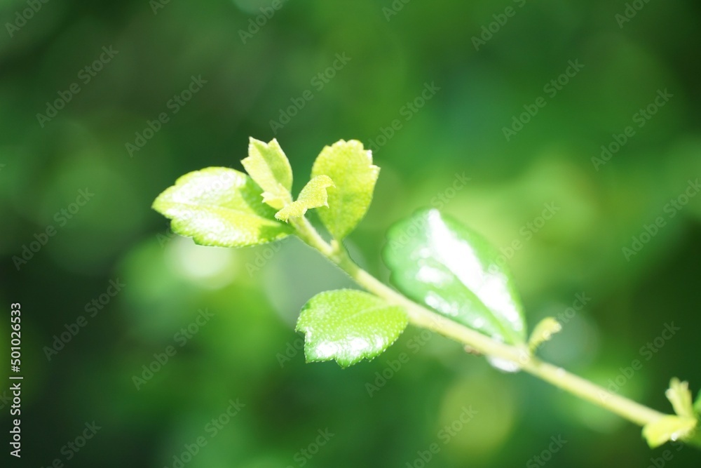 fresh green Carmona retusa plant in nature garden fresh green Carmona retusa plant in nature garden