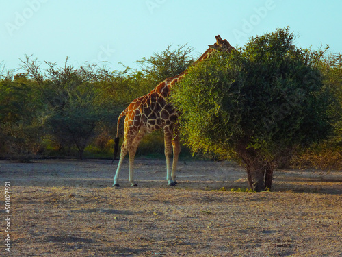 Photography giraffe in the savannah
