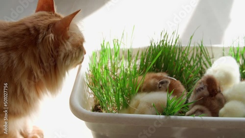 The red cat looks after the little chickens on the green grass. A beautiful and adorable little chicken on a farm for design and decor. Easter concept