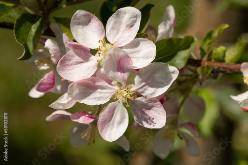 fiori di melo su alberi appena sbocciati in primavera photo