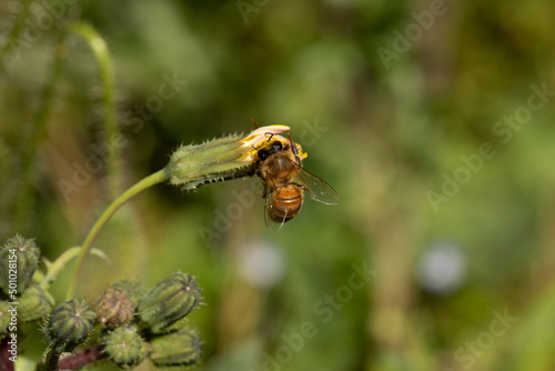 ape che si posa su fiore ancora chiuso tentando di aprirlo in cerca di polline photo