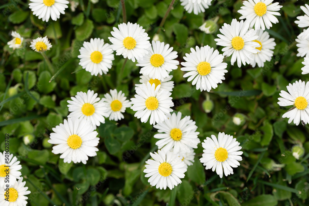 white daisy flowers in a green field during summer white daisy flowers in a green field during summer
