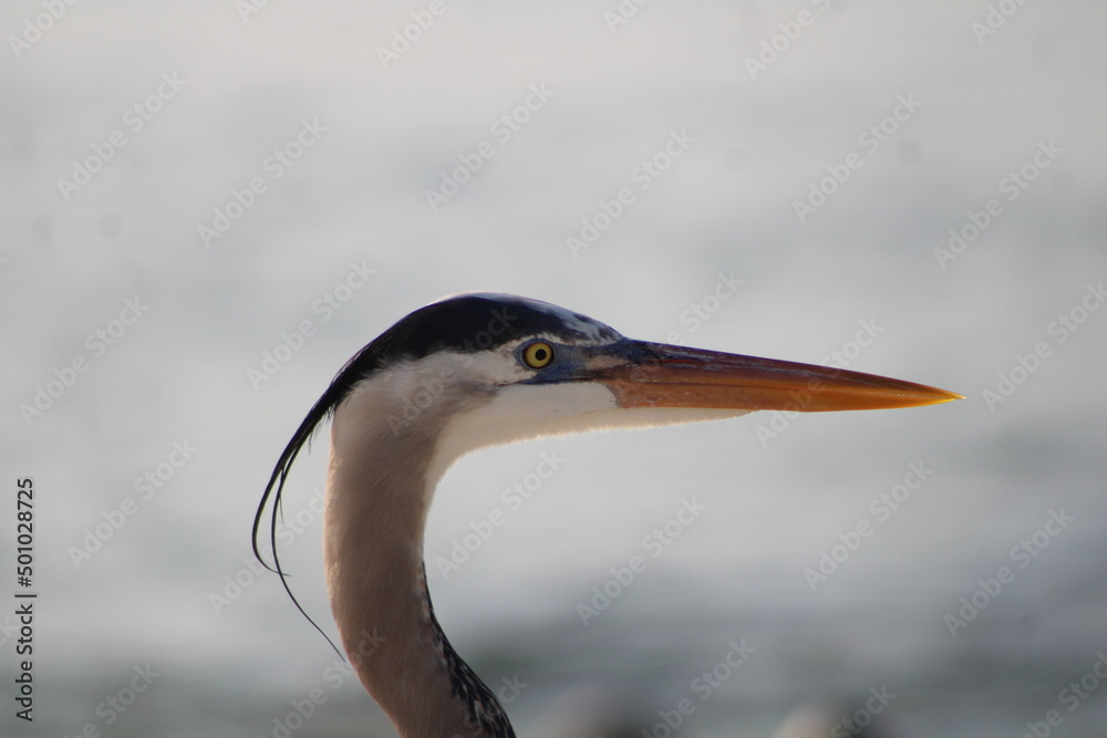Great Blue Heron On Fort Pickens Beach Florida. 