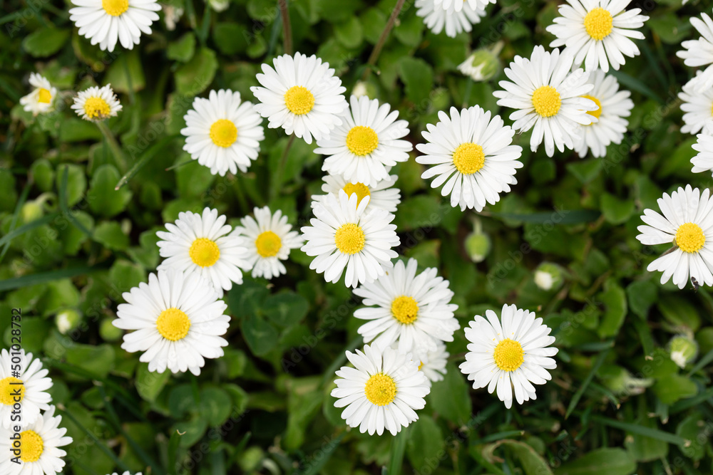 white daisy flowers in a green field during summer white daisy flowers in a green field during summer