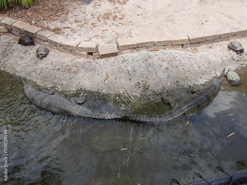 crocodile in the water