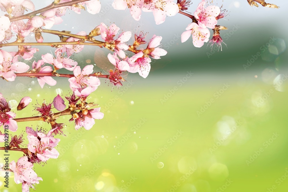 Blooming spring almond tree flowers