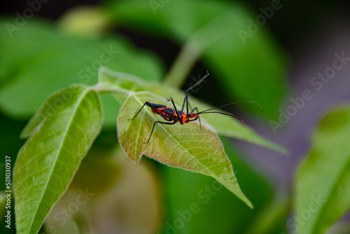 Bug on a leaf
