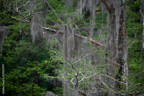 Caddo Lake Fishing