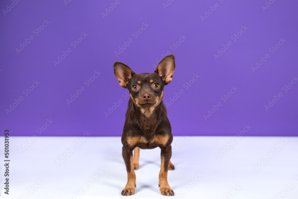 puppy chihuahua portrait on a violet background on a white table