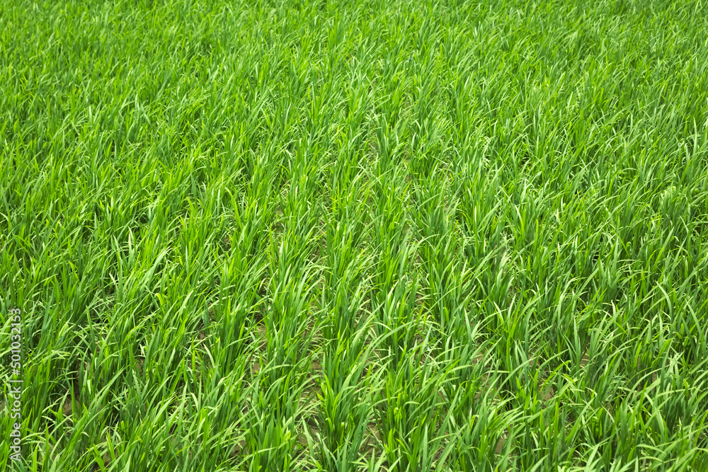 初夏に元気よく伸びた稲	