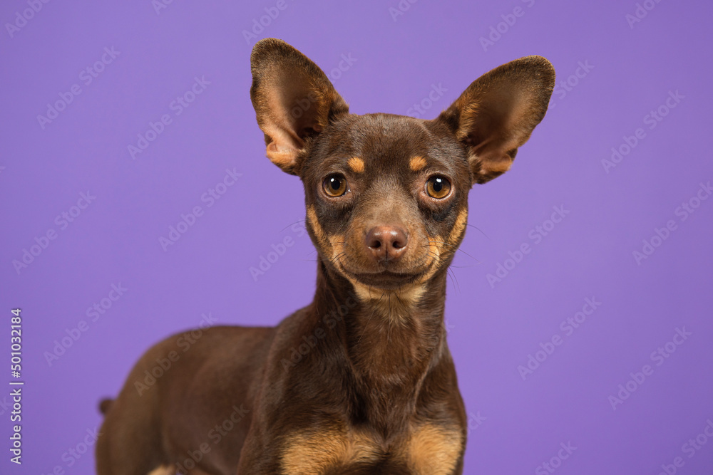 closeup portrait of puppy chihuahua on a violet isolated background, with big ears and brown eyes
