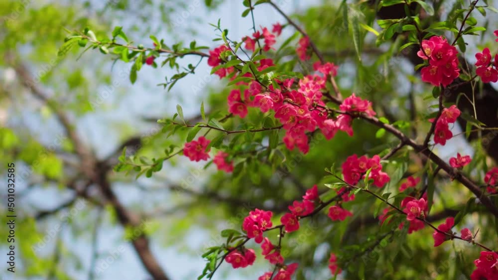 Plum blossoms full-bloom Plum blossoms full-bloom