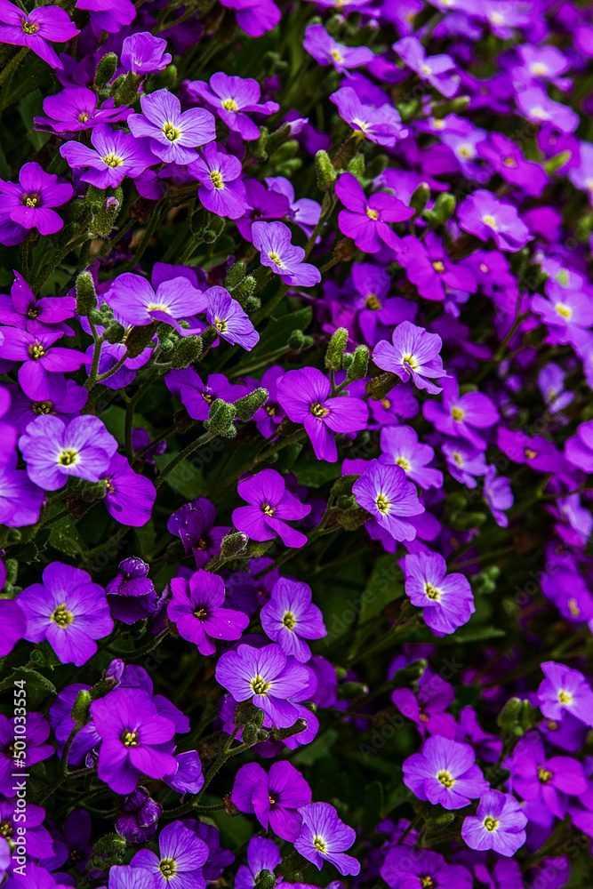 Purple blossoming spring ground cover