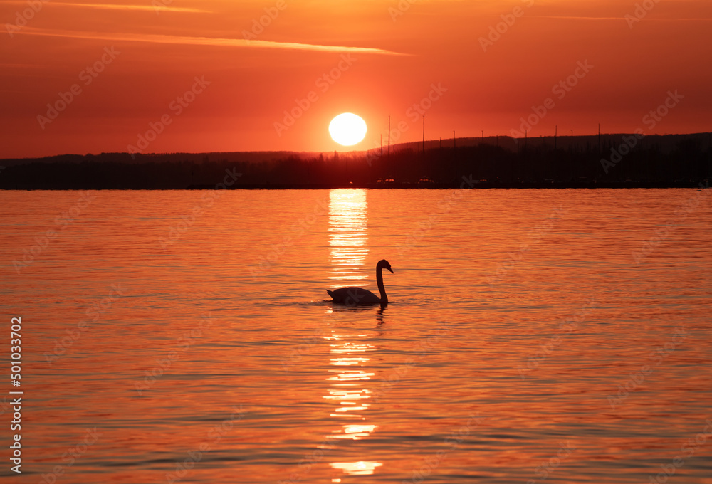 landscape with the silhouette of a swan on the lake at sunset