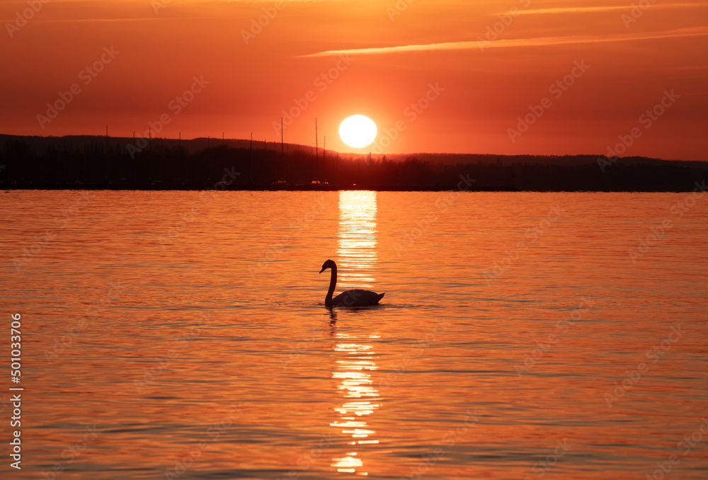 a swan on the lake at sunset