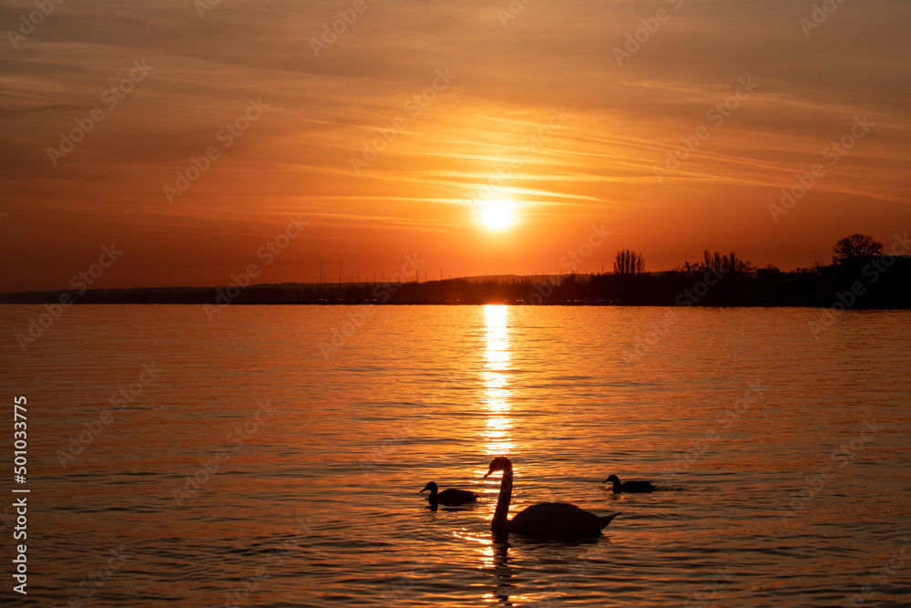 the silhouette of a swan and two ducks on the lake at sunset