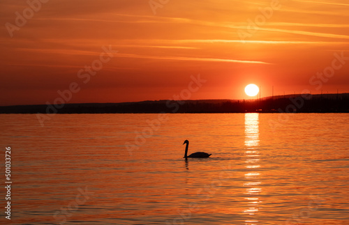 the silhouette of a swan on the lake at sunrise © sebi_2569
