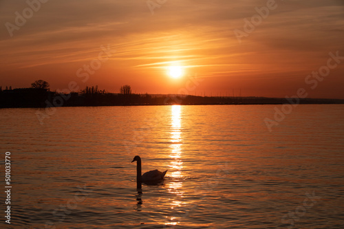 Fototapeta Naklejka Na Ścianę i Meble -  the silhouette of a swan on the lake at sunrise
