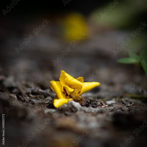 Yellow flower after falling from a tree in brazilian forest