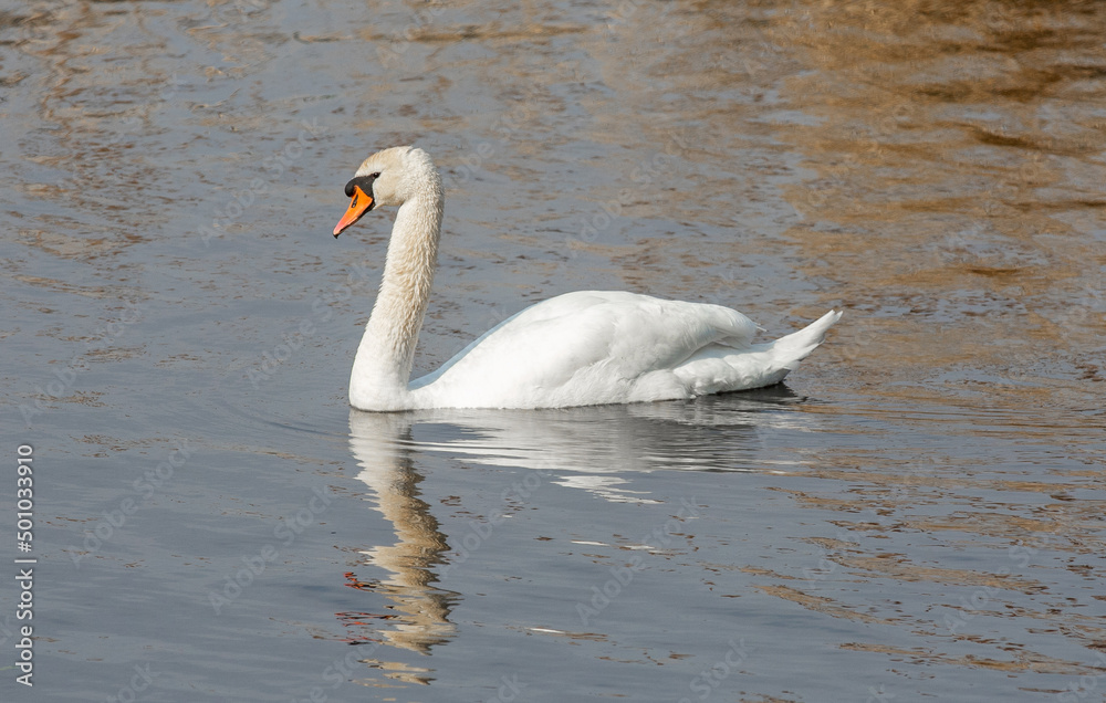 A close-up with a white swan on the water A close-up with a white swan on the water