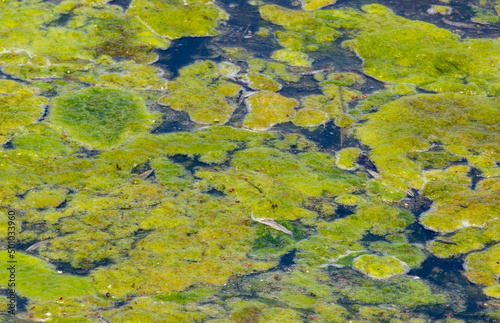a close-up of green algae on the surface of the water