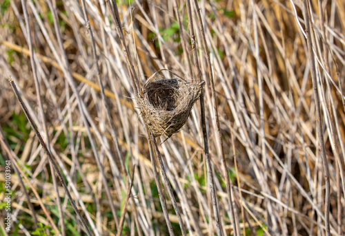 a Acrocephalus arundinaceus bird's nest