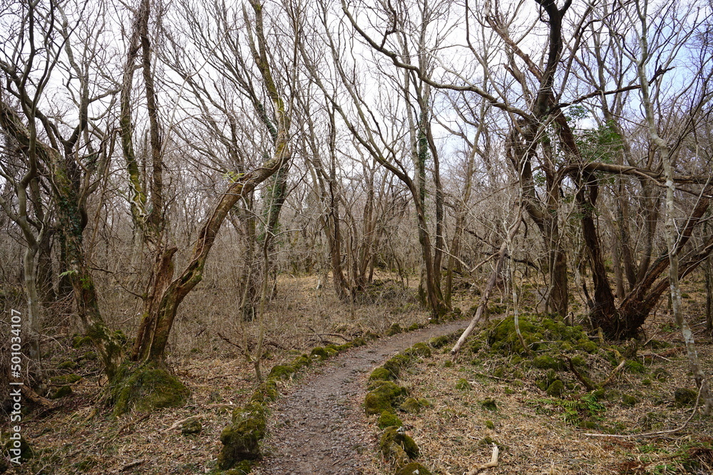 dreary winter forest with pathway dreary winter forest with pathway