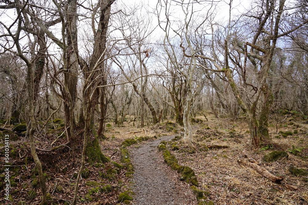 dreary winter forest with pathway dreary winter forest with pathway