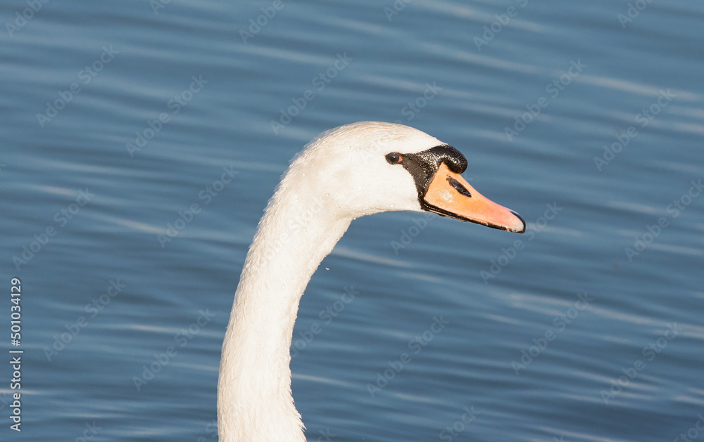 a close-up with a head and neck of a white swan a close-up with a head and neck of a white swan