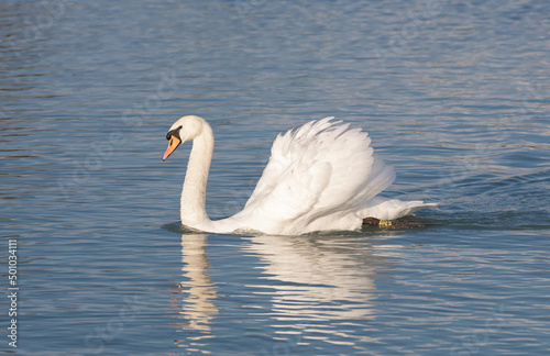 a close-up with a white swan on the lake