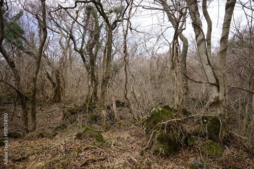 bare trees and vines in winter forest