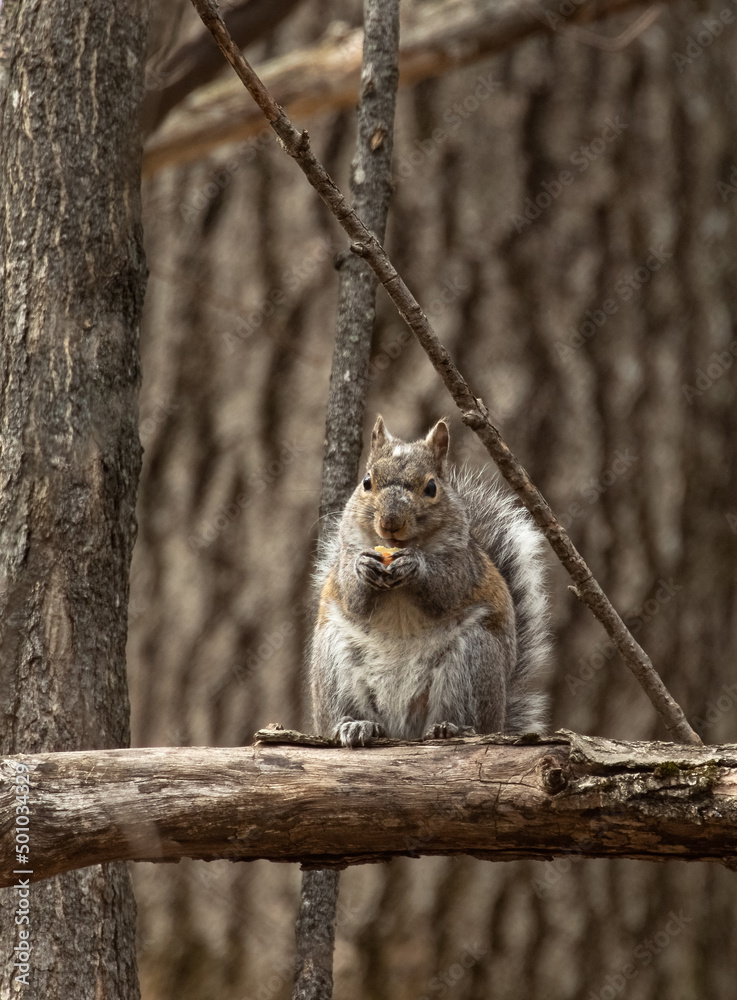 A  red squirrel enjoying a snack in the forest