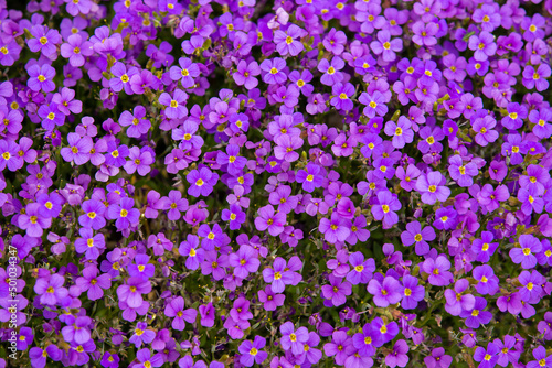 A close-up with many Aubrieta deltoidea flowers photo