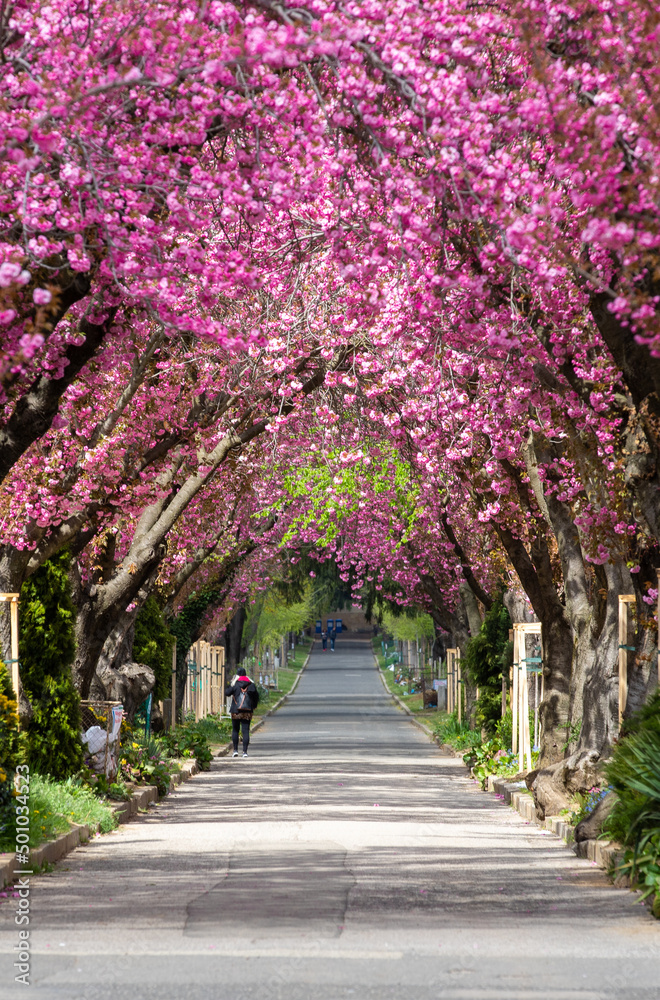 Fototapeta premium landscape with an alley with flowering Japanese cherry trees