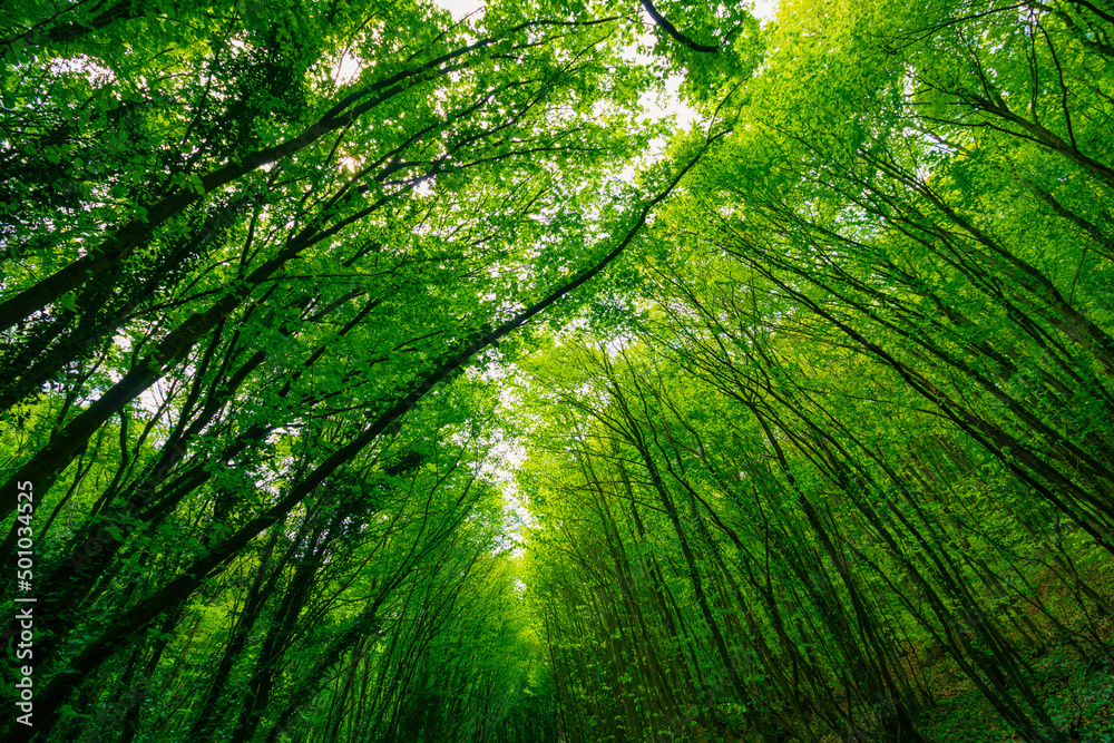 Lush forest. Low angle view of tall green trees. Lush forest. Low angle view of tall green trees.