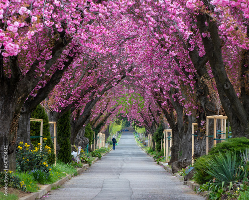a straight alley through flowering Japanese cherry trees
