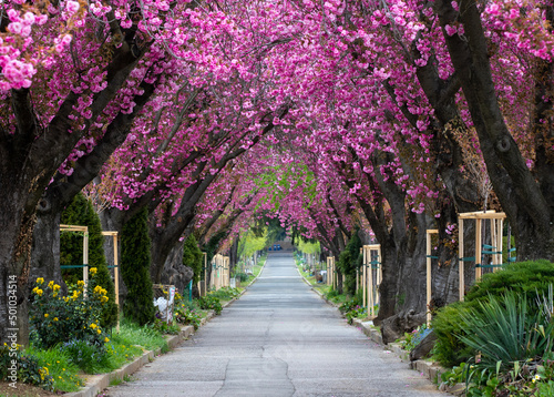 Fototapeta Naklejka Na Ścianę i Meble -  an alley among flowering Japanese cherry trees