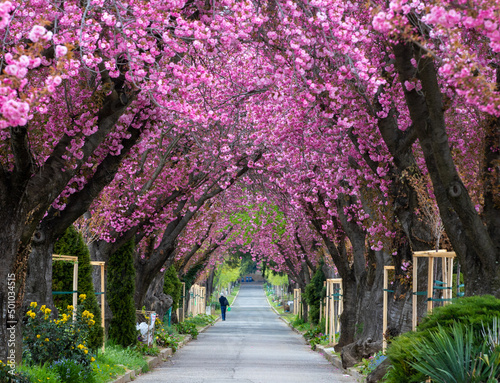 Fototapeta Naklejka Na Ścianę i Meble -  an alley among Japanese cherry blossom trees in a park
